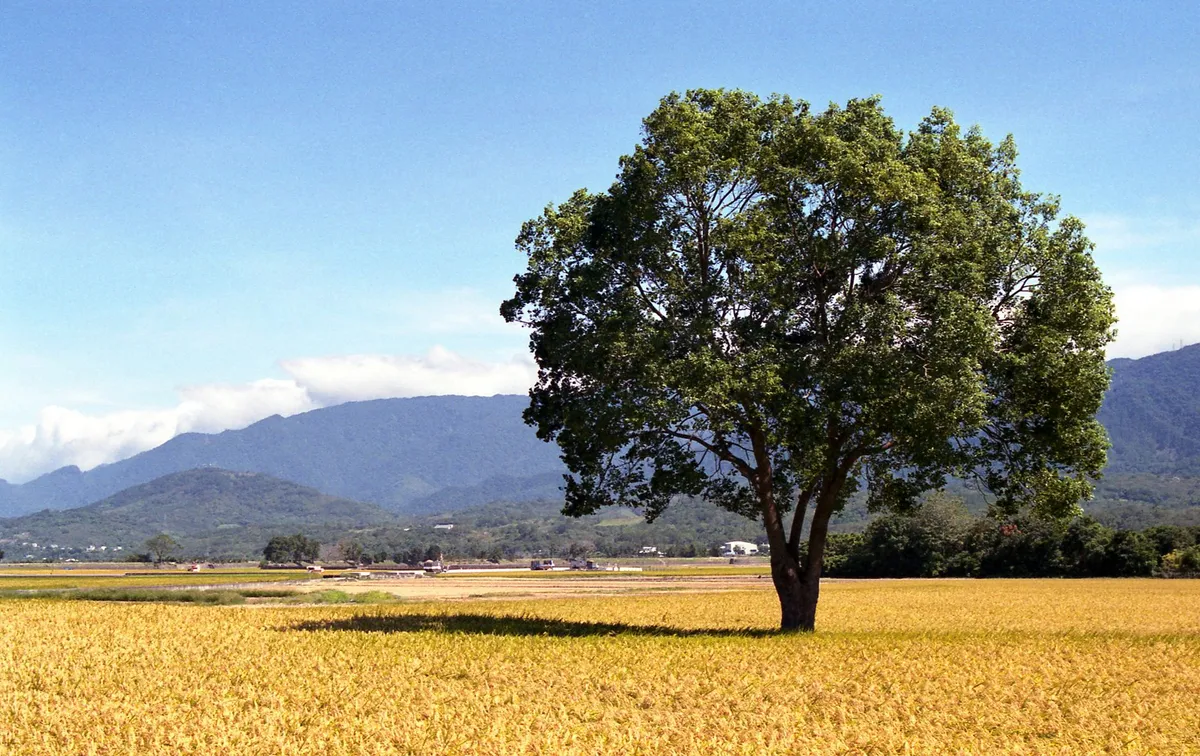 嘉義田園風光與農業經濟景象